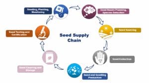 Seed supply chain: planning, seed sourcing, collecting, production, cleaning, storage, testing, and seeding