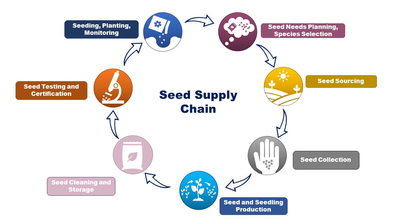 Seed supply chain: planning, seed sourcing, collecting, production, cleaning, storage, testing, and seeding