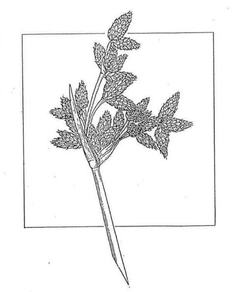 Schoenoplectus acutus: line drawing of a culm with a branched cluster of spikelets and a long, upright bract.