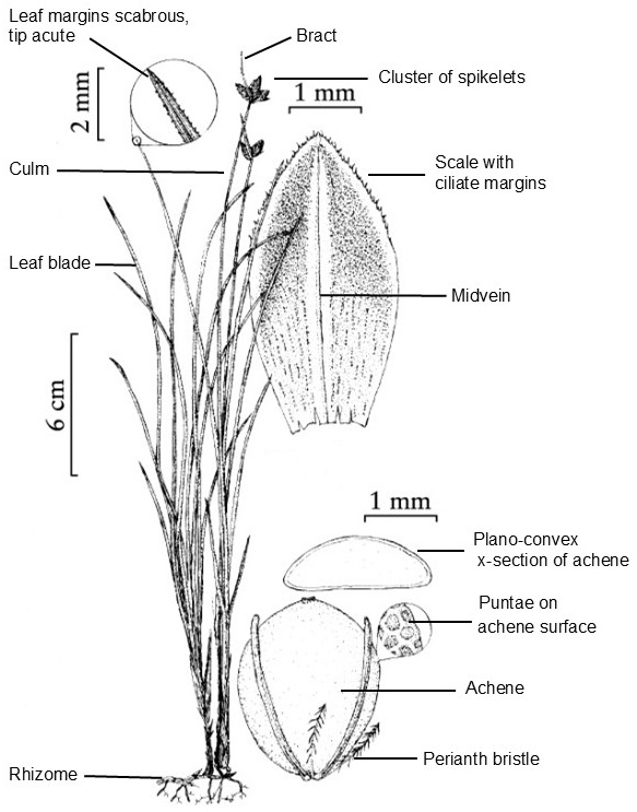 Amphiscirpus morphology: a leafy plant with clustered spikelets, enlarged views of the rough leaf margin and hairy-edged scale, and an achene with basal bristles, a surface detail and a cross section.