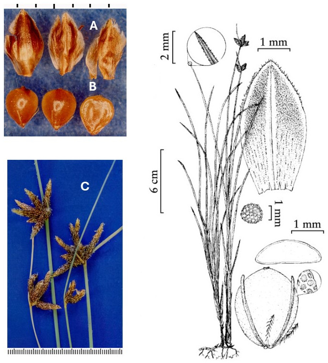 Amphiscirpus nevadensis: photographs of scales, broad achenes and branched clusters of spikelets. Drawings show the leafy plant, rhizome, rough leaf margin, scale and achene details.
