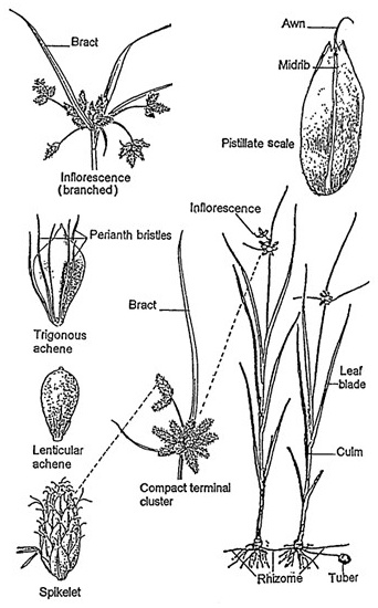 Bolboschoenus morphology: leafy culms linked by a rhizome with a terminal tuber; branched and compact inflorescences; and enlarged spikelet, scale and achene details, including contrasting fruit shapes.