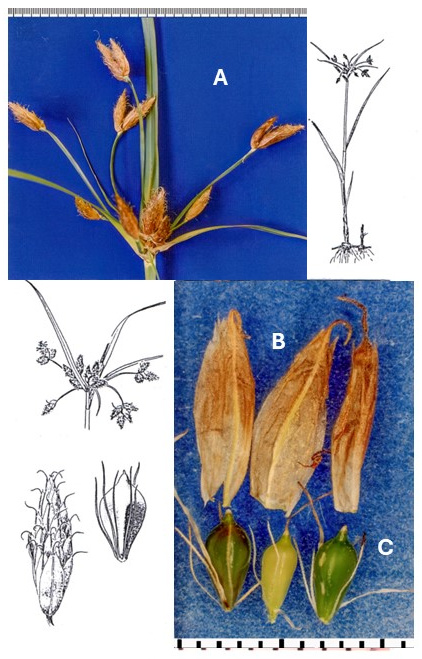 Bolboschoenus fluviatilis: photographs of an open inflorescence with long bracts, narrow scales and achenes with basal bristles. Drawings show the leafy plant, branched inflorescence, spikelet and fruit.