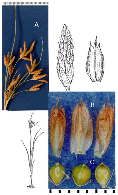 Bolboschoenus glaucus: photographs of an open, branched inflorescence, scales and achenes with attached bristles. Drawings show a leafy shoot and enlarged spikelet and fruit.