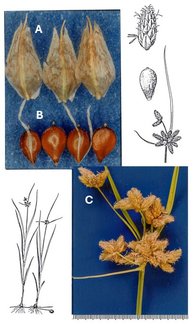Bolboschoenus maritimus subsp. paludosus: photographs of pointed scales, achenes with attached strap-like filaments and dense spikelet clusters. Drawings show the plant, inflorescence, spikelet, scale and achene.
