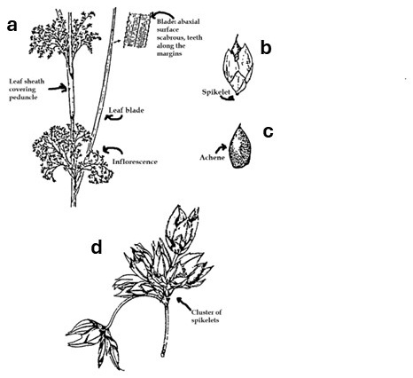 Cladium morphology: branched inflorescences, a leaf blade and sheath, an enlarged spikelet and achene, and a close view of clustered spikelets. Labels identify rough leaf surfaces and toothed margins.