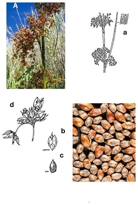 Cladium californicum: photographs of a densely branched inflorescence and a mass of achenes. Drawings show the flowering stem, a spikelet cluster and enlarged spikelet and achene.