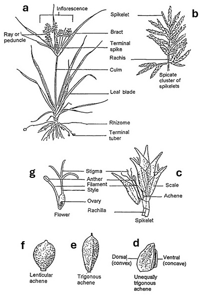 Cyperus morphology: a leafy plant with rhizomes and terminal tubers, branched and spicate inflorescences, enlarged spikelet and flower, and achenes with three contrasting shapes.