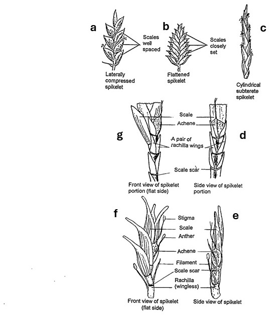 Cyperus spikelet morphology: drawings compare laterally compressed, flattened and cylindrical forms, then show scales, achenes and floral parts in front and side views, with winged and wingless rachillas.
