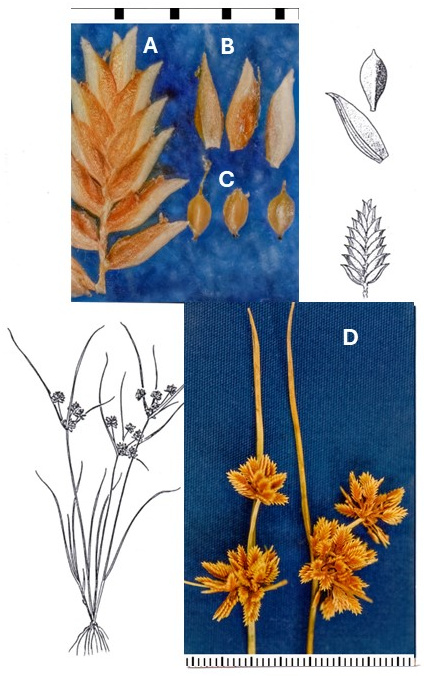 Cyperus acuminatus: photographs of a flattened spikelet, detached scales and achenes, and rounded spikelet clusters beneath long bracts. Drawings show the tufted plant and enlarged spikelet, scale and achene.