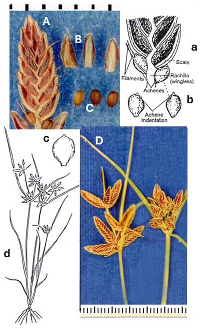 Cyperus bipartitus: photographs of a spikelet with reddish scales, detached scales and achenes, and radiating spikelet clusters. Drawings show the plant, an opened spikelet and achene cross sections.