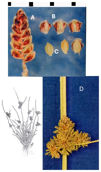 Cyperus difformis: photographs of a spikelet, scales, pale achenes and a compact, branched inflorescence; the rightmost achene retains a scale. A drawing shows the tufted plant and its inflorescences.
