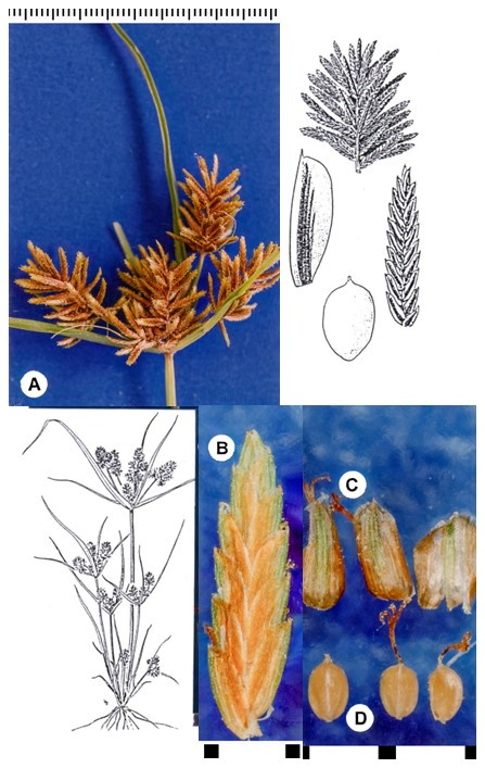 Cyperus erythrorhizos: photographs of an open inflorescence, a flattened spikelet, scales and achenes. Drawings show the leafy plant, a cluster of spikelets and enlarged spikelet and achene.