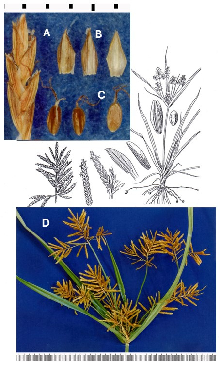 Cyperus esculentus: photographs of a spikelet, scales, achenes in dorsal and ventral views, and an open inflorescence. Drawings show the plant with underground structures and enlarged inflorescence and fruit details.