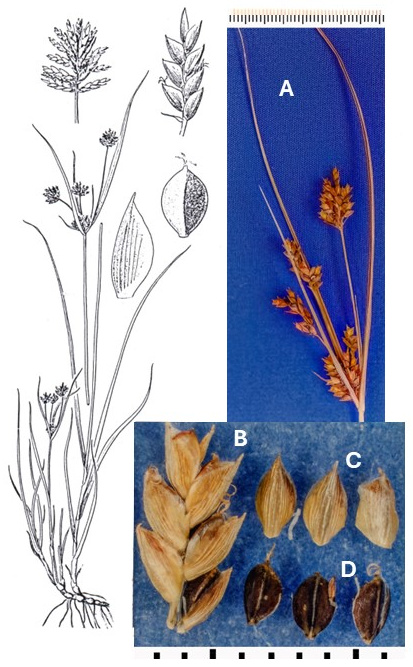 Cyperus schweinitzii: photographs of small spikelet clusters, a spikelet, scales and dark achenes. Drawings show the leafy plant and enlarged spikelet clusters and achene.