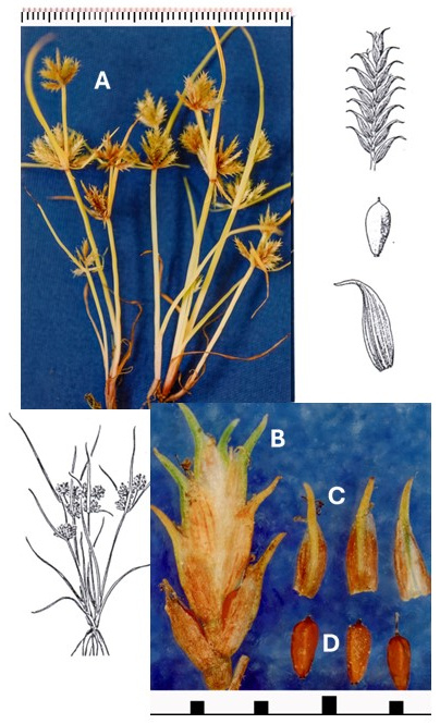 Cyperus squarrosus: photographs of culms with rounded spikelet clusters, a spikelet with outward-curving scale tips, detached scales and achenes. Drawings show the tufted plant, spikelet and fruit details.