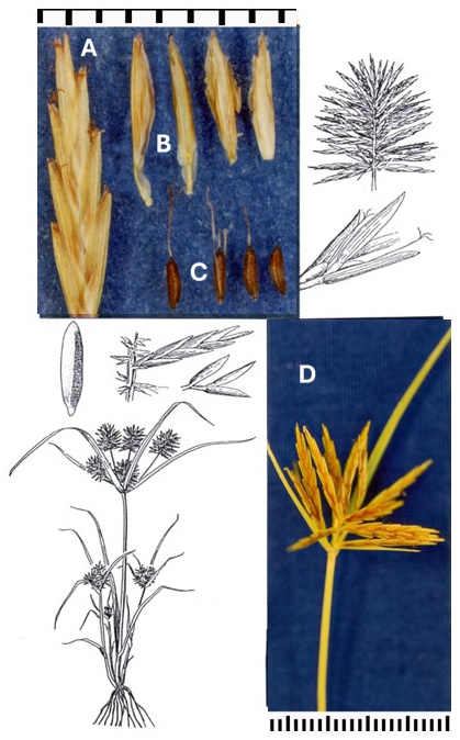Cyperus strigosus: photographs of a long spikelet, scales, narrow achenes and radiating spikelet clusters. Winged rachilla segments remain attached to the two leftmost scales. Drawings show the plant, spikelet clusters and fruit details.