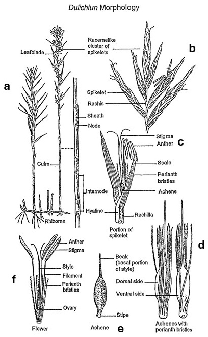 Dulichium morphology: leafy culms on a creeping rhizome, spikelets along an inflorescence axis, and enlarged flower and achene details showing persistent styles and long perianth bristles.