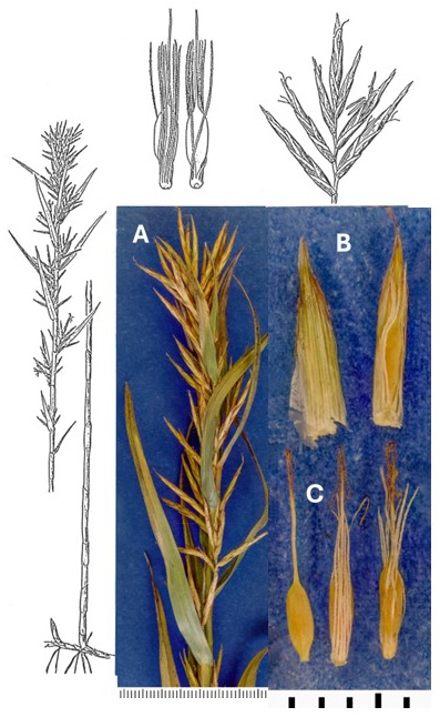 Dulichium arundinaceum var. arundinaceum: photographs of a narrow, branched inflorescence, scales and achenes retaining long styles and stigmas; two fruits also retain bristles. Drawings show the leafy culm, leaf sheaths and spikelet arrangement.