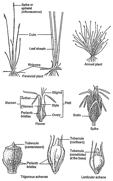 Eleocharis morphology: annual and rhizomatous perennial plants with terminal spikelets, enlarged floral parts, and a comparison of three-angled and lens-shaped achenes with different tubercle forms.