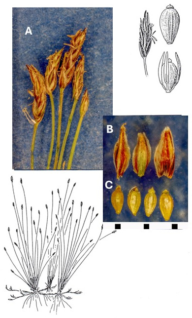 Eleocharis acicularis: photographs of slender culms with small terminal spikelets, reddish scales and achenes with patterned surfaces. Drawings show the tufted plant, spikelet and fruit details.