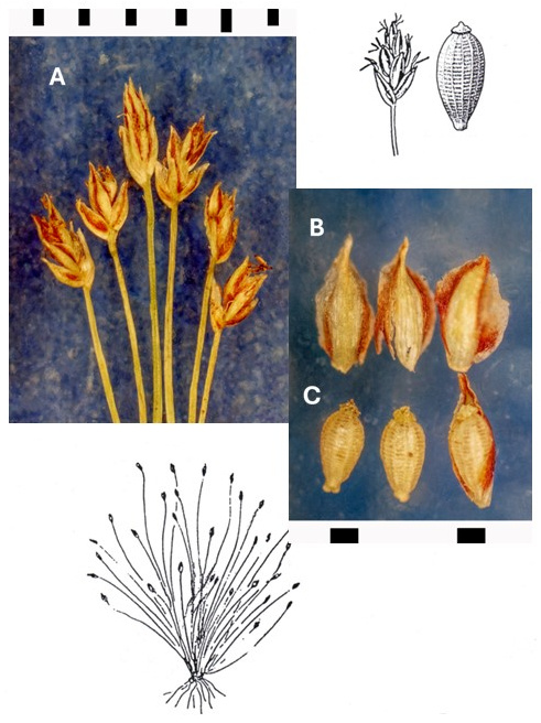 Eleocharis bella: photographs of small terminal spikelets, scales and patterned achenes; the rightmost achene retains a scale. Drawings show the tufted plant and enlarged spikelet and achene.