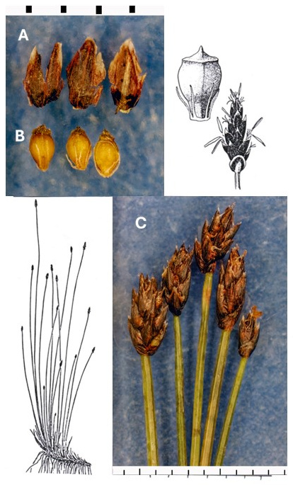 Eleocharis bolanderi: photographs of dark scales, achenes with short apical tubercles and elongated terminal spikelets. Drawings show the tufted plant and enlarged spikelet and fruit details.