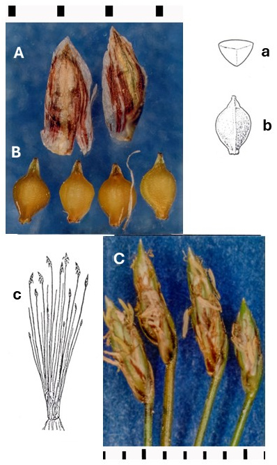 Eleocharis coloradoensis: photographs of scales, broad achenes and short terminal spikelets. Drawings show the tufted plant and an achene with its cross section.