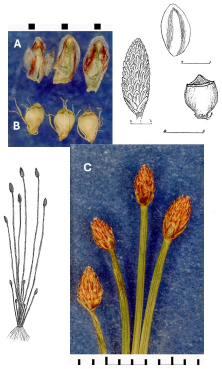 Eleocharis engelmannii: photographs of scales, achenes with basal bristles and oval terminal spikelets. Drawings show the tufted plant, spikelet, scale and achene with a broad tubercle.