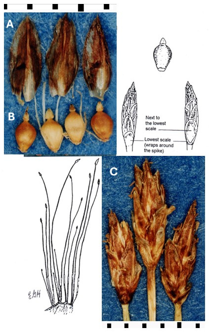 Eleocharis erythropoda: photographs of scales, achenes with apical tubercles and elongated terminal spikelets; some fruits retain bristles. Drawings show the tufted plant, spikelet and achene.