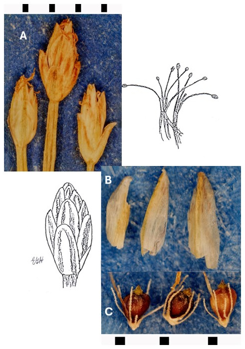 Eleocharis flavescens var. flavescens: photographs of pale terminal spikelets and scales, and dark achenes surrounded by bristles. Drawings show the plant base and an enlarged achene with bristles.