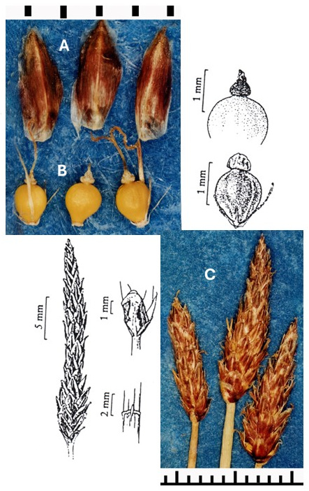 Eleocharis macrostachya: photographs of scales, rounded achenes with apical tubercles and elongated terminal spikelets. Drawings enlarge the spikelet, achene and tubercle, with additional culm and sheath details.