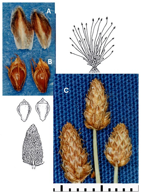 Eleocharis obtusa: photographs of scales, achenes with attached bristles and oval terminal spikelets. Drawings show the tufted plant, spikelet and two views of an achene.