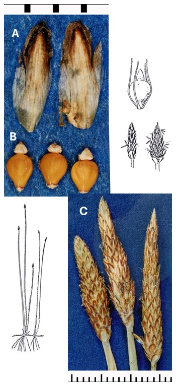 Eleocharis palustris: photographs of scales, achenes with pale tubercles and long, tapered terminal spikelets. Drawings show the plant and enlarged spikelet and achene details.