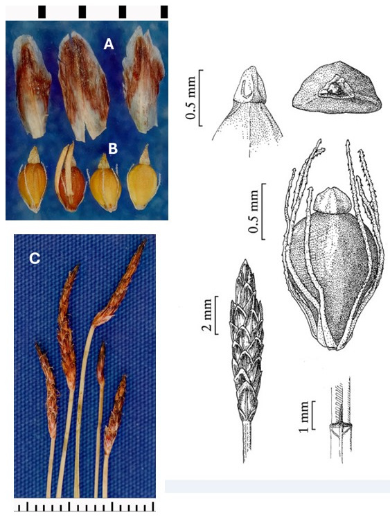 Eleocharis parishii: photographs of scales, achenes with pale tubercles and slender terminal spikelets. Drawings enlarge a spikelet, achene and tubercle, and show a culm detail.