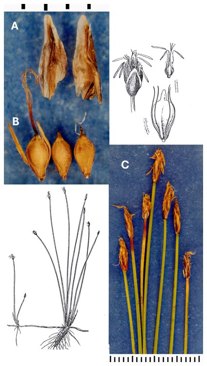 Eleocharis quinqueflora: photographs of scales in dorsal and ventral views, achenes and small terminal spikelets. Drawings show rhizome-linked shoots and enlarged spikelet, flower and achene details.