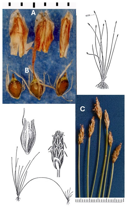 Eleocharis rostellata: photographs of scales, achenes with attached filaments and bristles, and narrow terminal spikelets. Drawings show the plant and enlarged spikelet and achene.