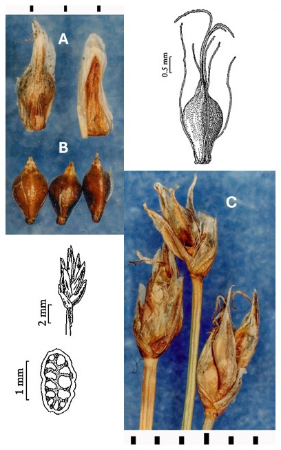 Eleocharis suksdorfiana photographs show long-tipped scales, dark achenes and small terminal spikelets. Accompanying drawings show a spikelet, an achene with long appendages and a cellular detail.