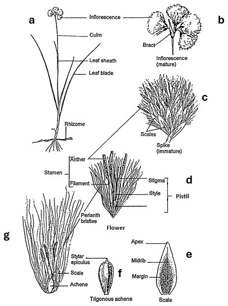 Eriophorum morphology: a rhizomatous plant, immature and mature inflorescences, and enlarged flower, scale and achene details showing the long perianth bristles that form the cottony heads.