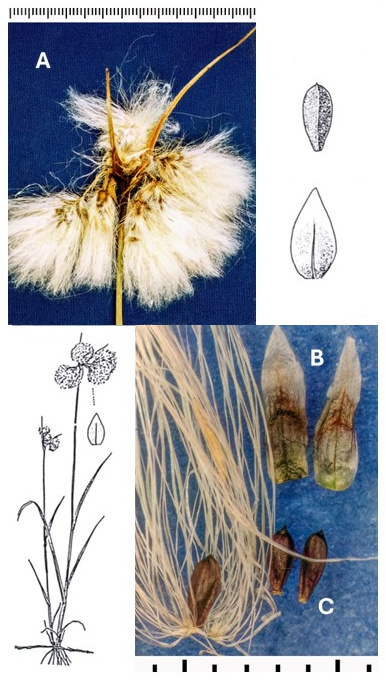 Eriophorum angustifolium subsp. angustifolium: photographs of clustered cottony heads, scales and achenes, including one with long basal bristles. Drawings show the plant with several heads and enlarged scale and achene.