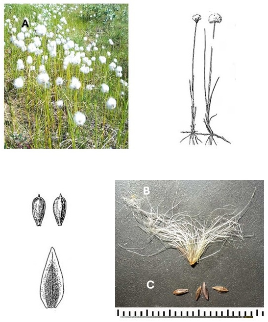 Eriophorum chamissonis: photographs of plants bearing white cottony heads and a detached achene with a spreading tuft of bristles beside bare achenes. Drawings show solitary heads on slender culms and enlarged scale and achene details.