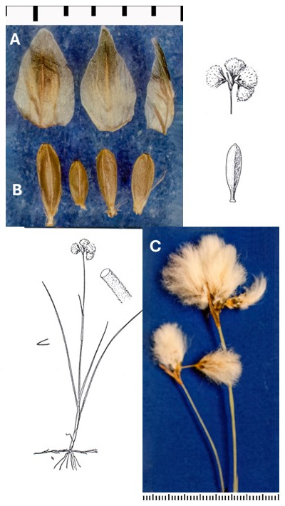 Eriophorum gracile: photographs of scales, elongated achenes and several cottony heads on a branched inflorescence. Drawings show a rhizomatous plant with clustered heads and an enlarged achene.