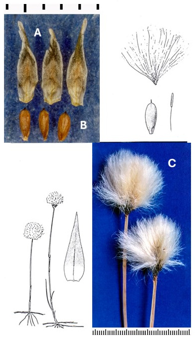 Eriophorum scheuchzeri: photographs of long-pointed scales, elongated achenes and solitary cottony heads. Drawings show rhizome-linked culms, an enlarged head and scale and achene details.