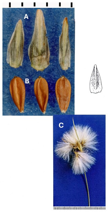 Eriophorum viridicarinatum: photographs of scales with green midribs, achenes in dorsal and ventral views and clustered cottony heads. A drawing shows the tapered achene.