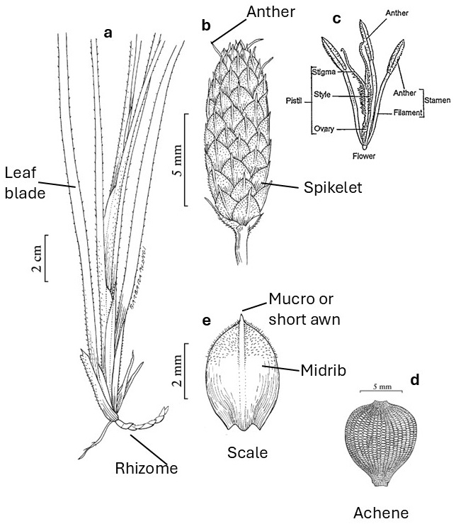 Fimbristylis morphology: the leafy plant base and rhizome, a spikelet, a labeled flower, a short-awned scale and an achene with a regularly patterned surface.