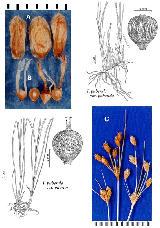 Fimbristylis puberula: photographs of scales, achenes retaining filaments, styles or stigmas, and an open, branched inflorescence. Drawings compare plant bases and textured achenes of varieties puberula and interior.