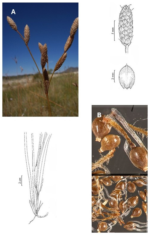 Fimbristylis thermalis: photographs of an open inflorescence and a mass of achenes, with enlarged fruit details. Drawings show the plant base, an overlapping-scaled spikelet and an achene.