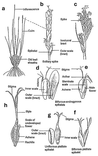 Kobresia morphology: a tufted plant, solitary and branched inflorescences, and enlarged spikelets comparing flower number and sex, outer and inner scales, and achene position.