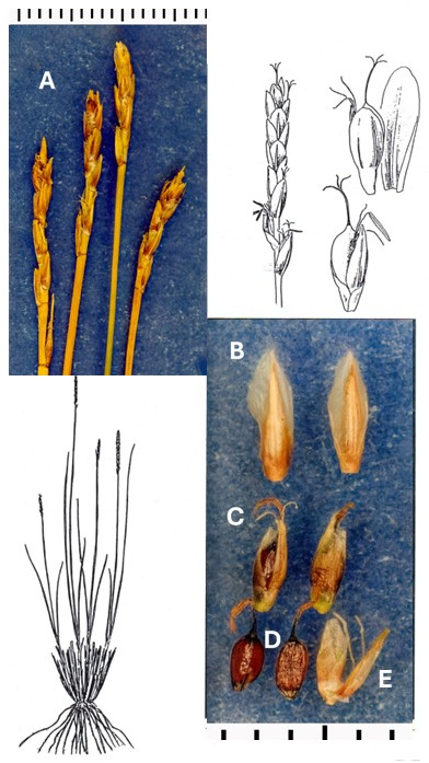Kobresia myosuroides: photographs of narrow inflorescences, outer scales, inner scales around achenes and a staminate flower, exposed achenes and a detached inner scale. Drawings show the tufted plant and opened spikelet details.