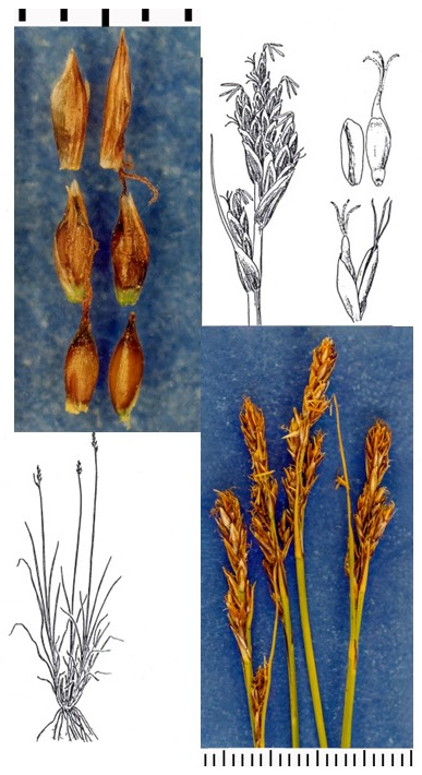 Kobresia simpliciuscula: photographs of outer scales, achenes concealed by inner scales, exposed achenes and narrow, branched inflorescences. Drawings show the tufted plant and opened spikelet details.